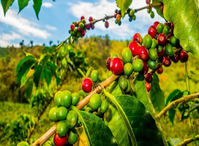 تاریخچه پرورش دانههای قهوه عربیکا کلمبیا